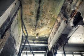 Best Commercial Mold Inspection  in Fremont, CA